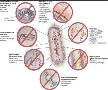Mechanisms of antimicrobial action