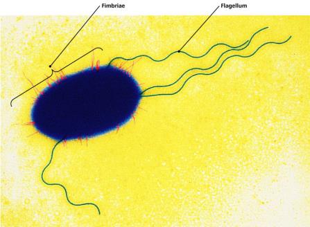Fimbriae and flagellum on bacterial cell