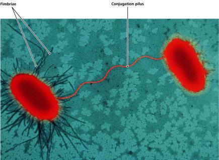 Fimbriae and conjugation pilus between two cells