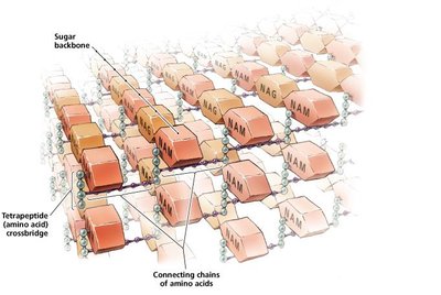Peptidoglycan lattice structure