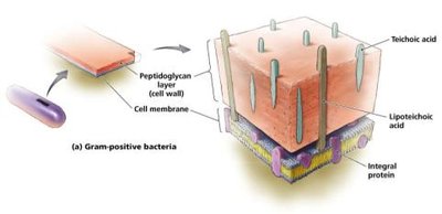 Gram-negative cell wall structure