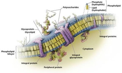Phospholipid bilayer with proteins