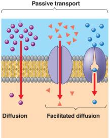 Passive transport: diffusion and facilitated diffusion