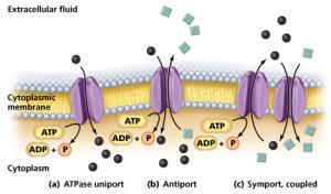 Active transport mechanisms