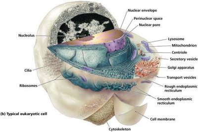 Typical eukaryotic cell structure