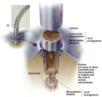 Eukaryotic flagella structure