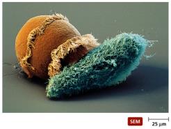 Cilia on eukaryotic cell