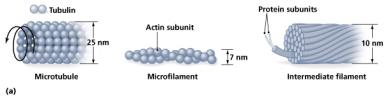 Cytoskeleton elements: microtubules, microfilaments, intermediate filaments