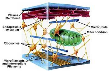 Cytoskeleton and organelles diagram