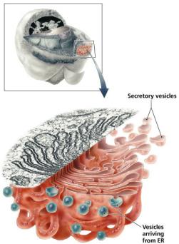 Endoplasmic reticulum structure