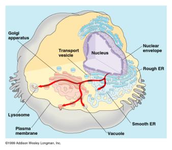 Golgi apparatus and endomembrane system