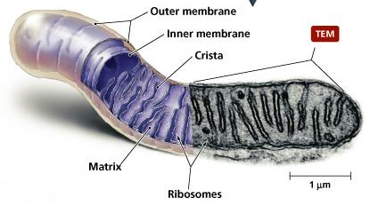 Mitochondria structure