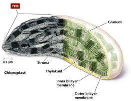 Chloroplast structure
