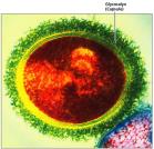 Prokaryotic cell with capsule glycocalyx