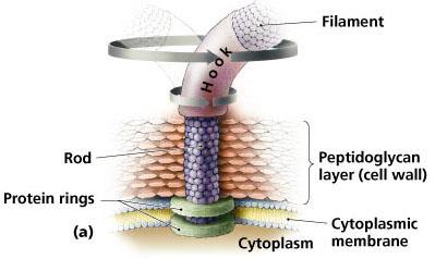 Flagellar structure diagram