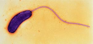 Monotrichous flagellum
