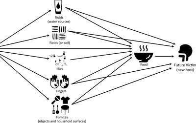 Diagram of the 8 Fs of fecal-oral transmission