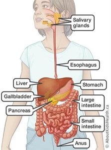 Diagram of the digestive system with labeled organs