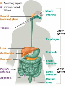 Digestive system showing GI tract, accessory organs, and immune tissues