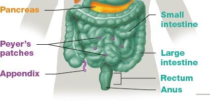 Lower GI tract diagram