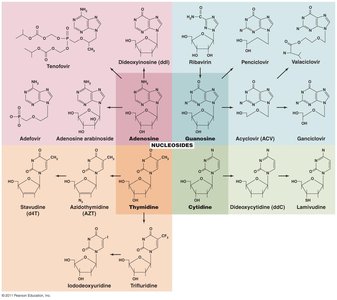 Nucleotides and antimicrobial analogs