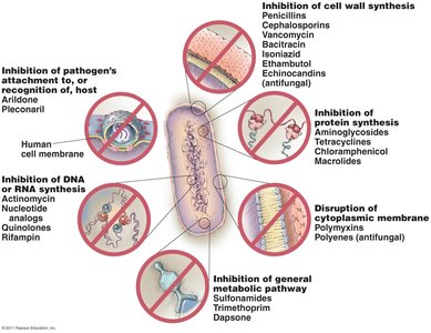 Mechanisms of action of antimicrobial drugs