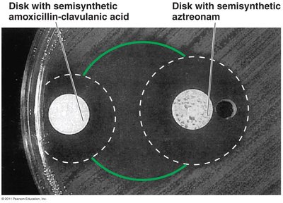 Example of synergism between two antimicrobial agents