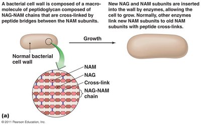Bacterial cell wall synthesis and peptidoglycan structure