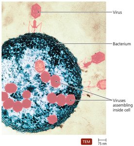 Viruses infecting a bacterium