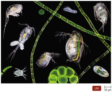 The microbial world