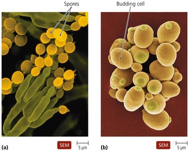 Fungi: spores and budding cells