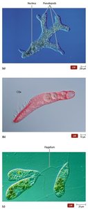 Protozoa locomotive structures: pseudopods, cilia, flagella