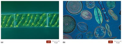 Algae