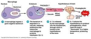 Mechanism of endotoxin-induced fever