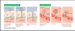 Extracellular enzymes in bacterial invasion