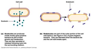 Exotoxins vs. endotoxins diagram