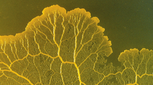 Slime mold, an example of Amoebozoa