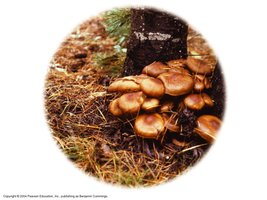 Fungi growing at the base of a tree