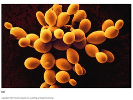 Yeast cells, a unicellular form of fungi