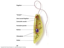 Diagram of Euglena, a flagellated protozoan