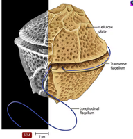 SEM of dinoflagellate, an alveolate protozoan