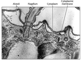 TEM of alveolate structure