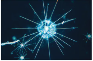 Radiolaria, a type of Rhizaria with threadlike pseudopods