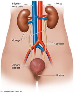 Diagram of the urinary system showing kidneys, ureters, bladder, and urethra