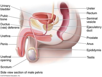Side view section of male pelvis showing reproductive and urinary structures