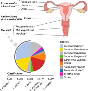 Diagram of the female reproductive tract and vaginal microbiome composition