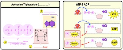 ATP structure and hydrolysis