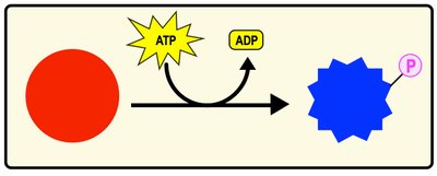 Phosphorylation of glucose