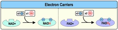 NADH and FADH2 as electron carriers