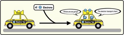 Electron carriers as taxis for electrons